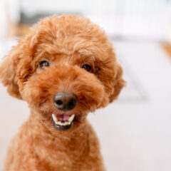 看板犬のブル君は保護犬です