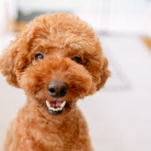 看板犬のブル君は保護犬です
