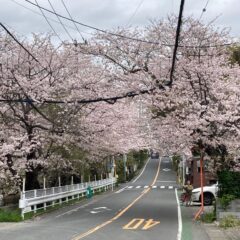 鎌倉山の桜トンネル