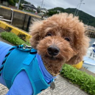 愛犬と初散歩は