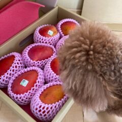 マンゴーの季節