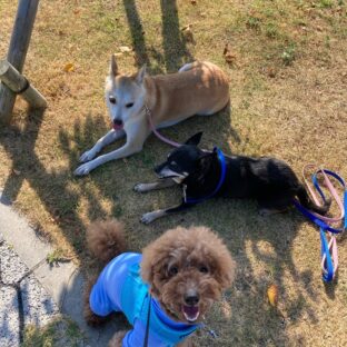 愛犬ブルにお友達が出来ました！！