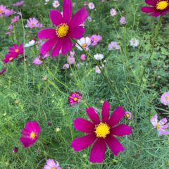 佐世保展海峰のコスモス畑