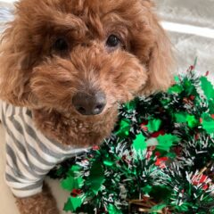 年末年始の発送について