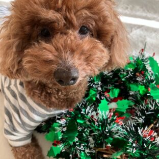 年末年始の発送について